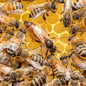 Bee Packages and Nucs
